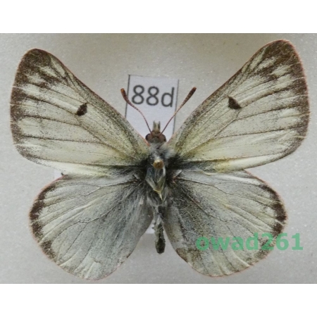 Colias nastes (Boisduval, 1832) Sweden88d